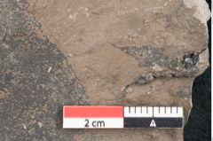 Foto (Detailansicht) von Ficus sagoriana Ettingshausen (NHMW-GEO-2024-0188-8063b)